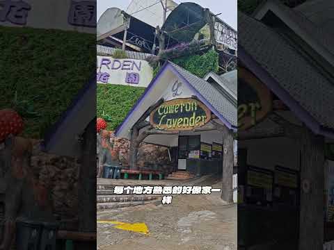 First time visiting Cameron Highlands? Stick with me and you’re all set.