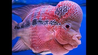 Download lagu Fendi Ayam Serama -  ikan Flower Horn mp3