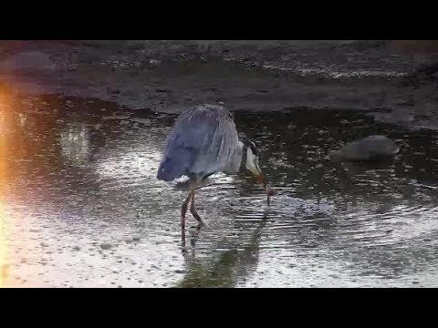 Djuma: Grey Heron catches a frog in the pan - 06:37 - 05/13/19