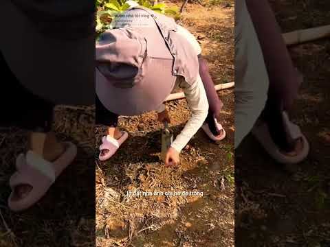 coi là mê: dụng cụ tự chế khui lỗ đất trồng cây chỉ cần nhấn và xoay #shorts