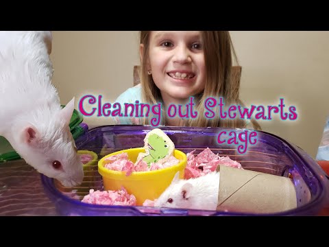 Cleaning our mouse Cage