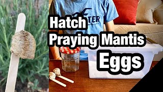 How to Hatch/Care for Praying Mantis Eggs!
