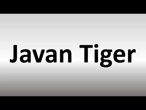 How to Pronounce Javan Tiger