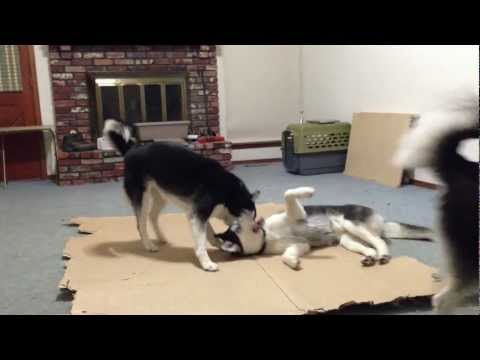 Nesha and Safiya Wrestle