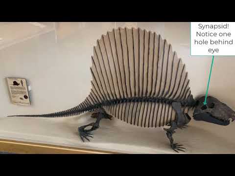 Paleo Profiles: Dimetrodon, the sail-backed NON-dinosaur!