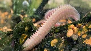 謎の生き物を飼って見た！Mysterious creature　nereidae