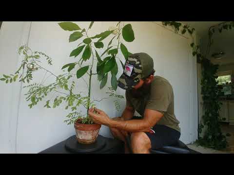 Black Locust and Avocado Bonsai Pruning August 2020
