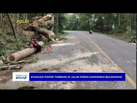 POLRES KUTAI KARTANEGARA EVAKUASI POHON TUMBANG