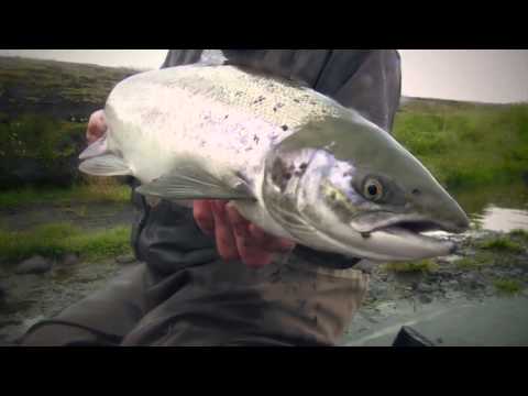 Catch That Salmon 1 1280x720 mp4