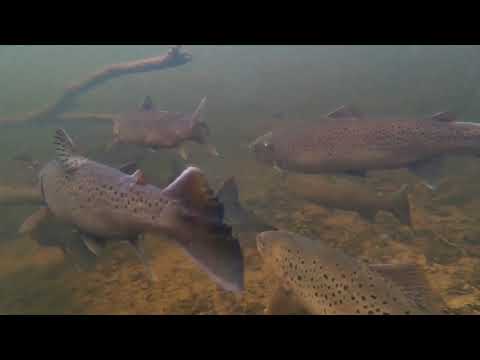 Lõhelised Eesti põhjarannikul, Vasalemma jões