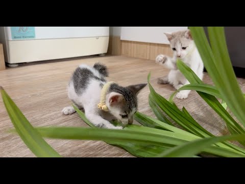 Kittens and Pandan leaves