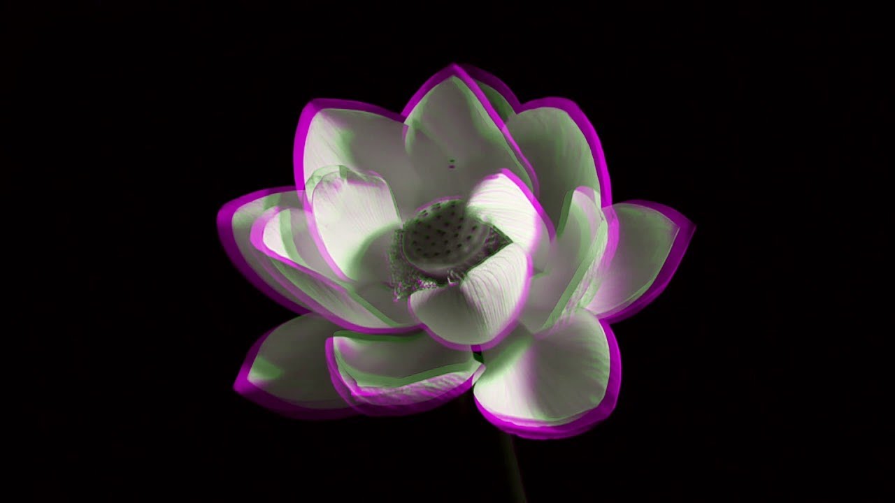 Logistics — Lotus Flower