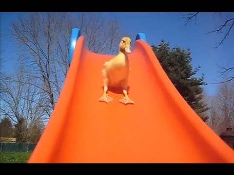 Funny animal videos - Ducklings have fun on waterslide