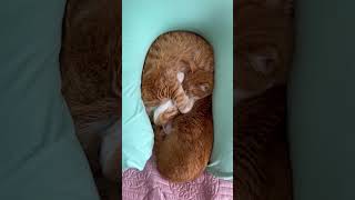 ネコ用ヨギボー。