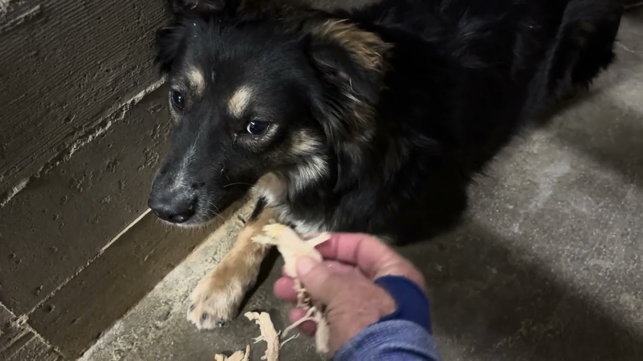 Oak, a ADOPTABLE Border Collie in Wasco, CA video 5/5