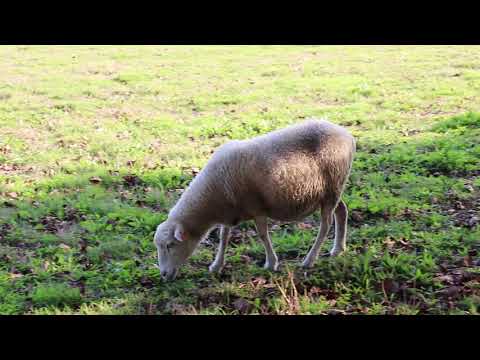 Mundo Rural | Ovinos e Caprinos da Quinta Pedagógica de Pentieiros