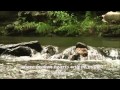 River Where Mercy Flows - Julie Miller