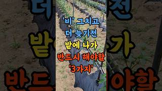 비 그치고 더 늦기전 밭에 나가 반드시 해야할 3가지