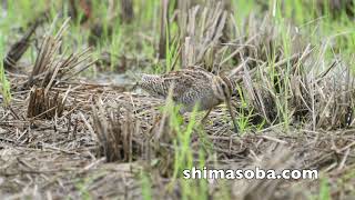 ハリオシギたくさん(動画あり)