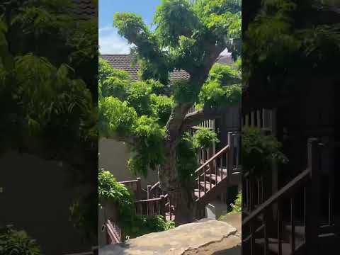 Nature walk in #Hawaii🌸 beautiful sights up hill calm and 🤫 💐follow for more