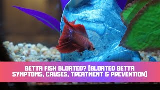 Betta Fish Bloated? (Bloated Betta Symptoms, Causes, Treatment & Prevention)