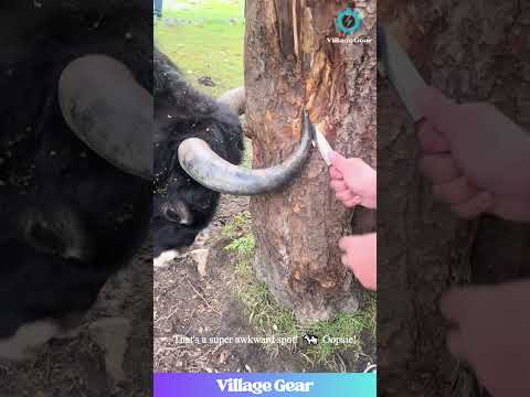 Yak vs Tree, Cow vs Rail! 🥊 Humans to the Rescue! 😂 #animalfails #rescue #teamwork