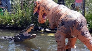 Man Dressed As T-Rex Teases 500LB Alligator