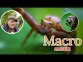 Macro: les superbes araignées de mon jardin