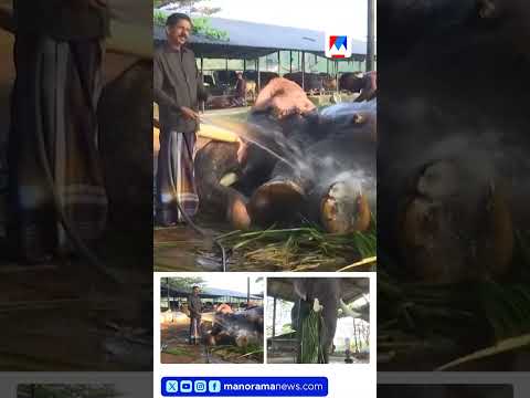 ഒൻപത് ആനകളും 200 പശുക്കളും പിന്നെ പോത്തും എരുമയും; ഒരു വൈറല്‍ ഫാം #ElephantFarming #CattleFarming