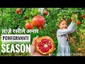 The Best 28 Pomegranate Season In India