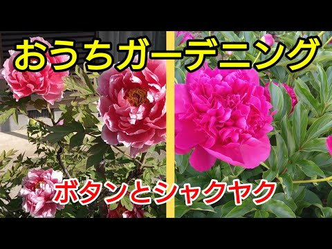 園芸 シャクヤク、シャクヤク