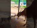 Gir Cow Farm Gir Cow Price In India Gir Cow For Sale Gir Cow Farm In Gujarat Gir Cow