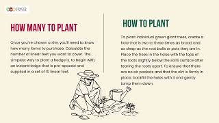 Insight About Green Giant Arborvitae