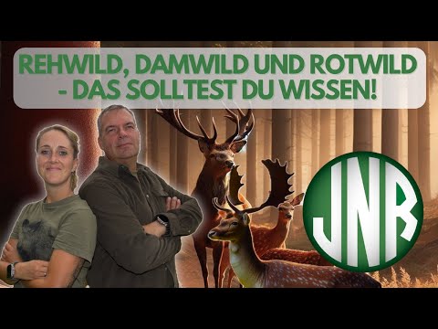 Roe deer, fallow deer, red deer. You should know these differences when hunting.