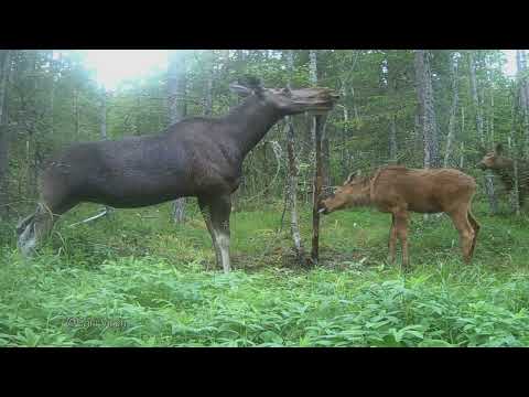 Finnish forest life - wildlife camera - riistakamera - Finland nature