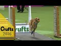 Koirien Flyball kilpailu