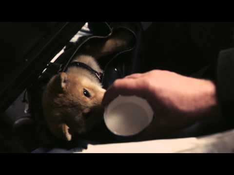 Хатико. Самый верный друг