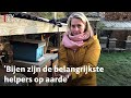 Veel honingbijen kwamen de winter niet door, imkers maken zich zorgen | RTV Utrecht