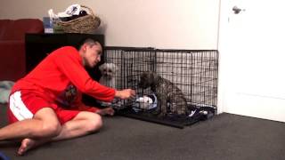 Help stop puppy cry or bark in crate at night. Puppy crate training.