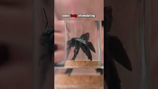 Download lagu What Happens If a GIANT BLACK BEE Stings You mp3