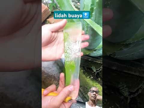 cara mudah mengupas lidah buaya dipohon, #shortsvideo #shortvideo #shorts #short