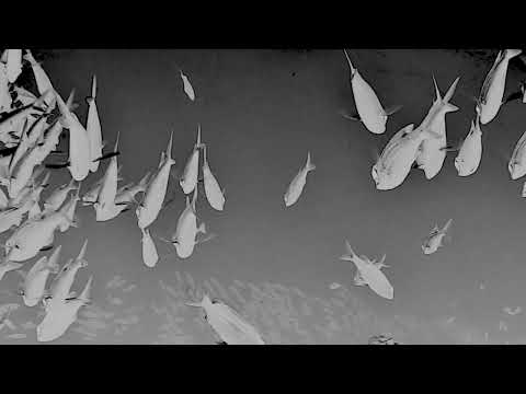 Marissa Nadler - The Great Below [Official Music Video]