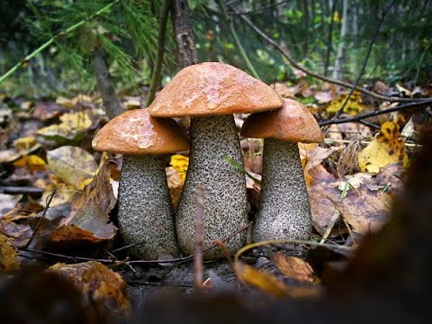 Подосиновики маринованные от Луча. Pickled mushrooms. 腌蘑菇