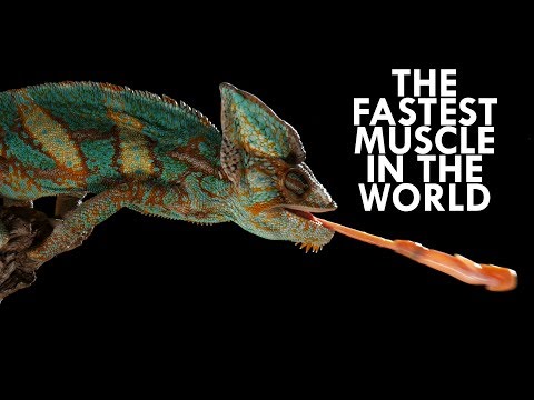 Interesting Animal Videos