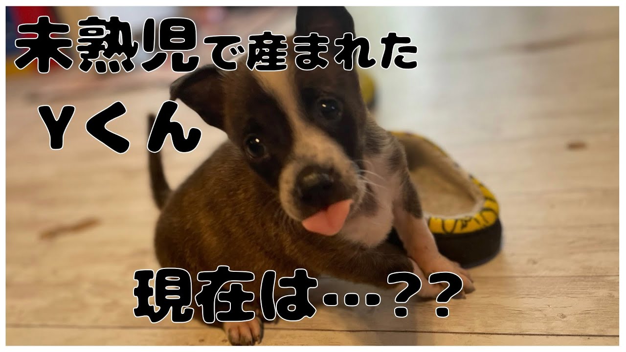 【保護犬】未熟児で足に障害もあり歩く事もままならない子犬Yくん...現在の姿は...??