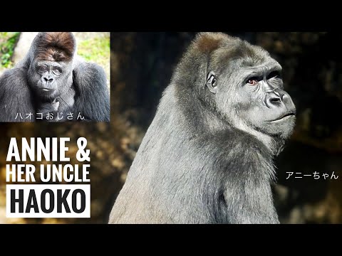 Annie is curious about the neighbor gorillas | Her Uncle Haoko | Ueno Zoo gorilla