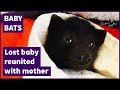 Reuniting a lost baby bat with her mother