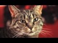 Кот мяукает тяжелый РОК!!! [720p] 