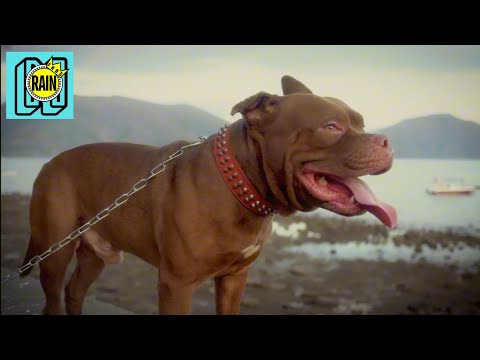 NO RAIN FHOS - DIAM - FEAT MELVIAN ( OFFICIAL MUSIC VIDEO )