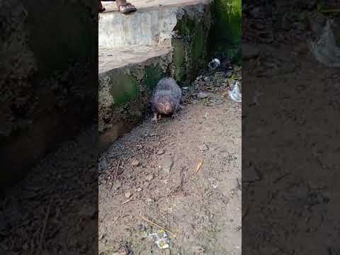 Jucha kamu khah Lou kamu khat